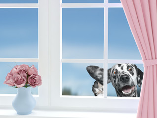 Cute dog looking through the window - 144308742