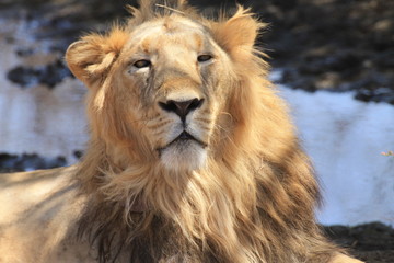 The Asiatic lion (Panthera leo persica), also known as the Indian lion and Persian lion, is a lion subspecies that lives as a single population in India's Gujarat State.