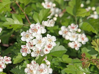 Blühender Weißdorn, Crataegus