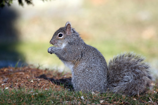 Squirrel