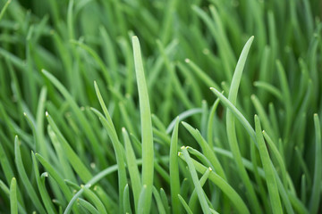 Fototapeta premium A lot of green onions grow in the greenhouse