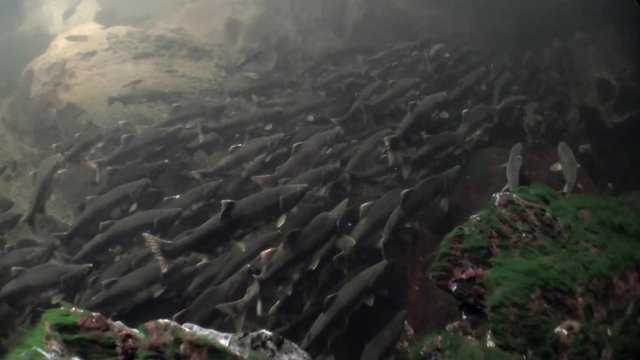 Flock of salmon fish swim to spawn underwater in ocean of Alaska. Swimming in amazing world of beautiful wildlife. Inhabitants in search of food. Abyssal relax diving.