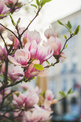 Blooming magnolia tree with flowers during springtime