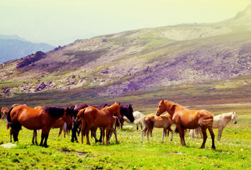 Fototapeta premium herd of horses