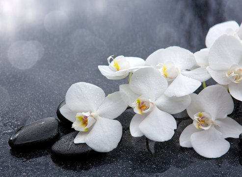 White orchid and black stones close up.