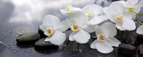 Weiße Orchidee und schwarze Steine hautnah.