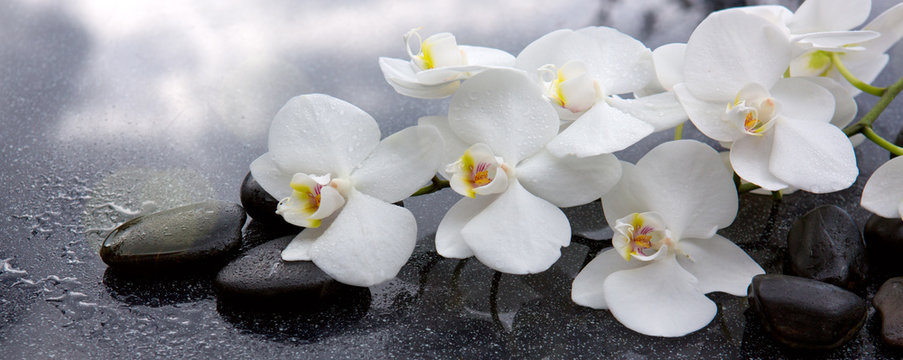 Fototapeta White orchid and black stones close up.
