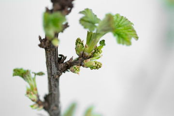 In the spring on the trees buds are blossoming