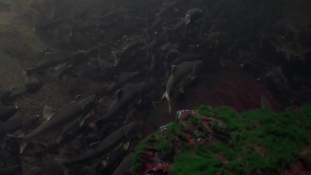 School of salmon fish swim to spawn underwater in ocean of Alaska. Swimming in amazing world of beautiful wildlife. Inhabitants in search of food. Abyssal relax diving.