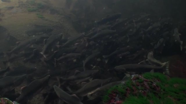 Flock of salmon fish swim to spawn underwater in ocean of Alaska. Swimming in amazing world of beautiful wildlife. Inhabitants in search of food. Abyssal relax diving.