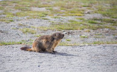 squirrel on the grass