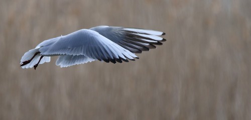 mouette