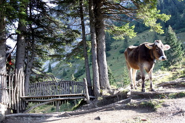 Sch&ouml;ner Rastplatz mit Holzbank und Kuh