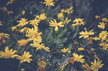 Naklejka na ściany i meble euryops pectinatus yellow flowers
