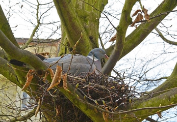 Common wood pigeon in a nest in spring garden