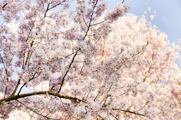 Cherry Trees in Full Bloom, closeup