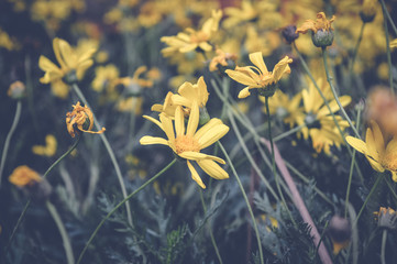 euryops pectinatus yellow flowers