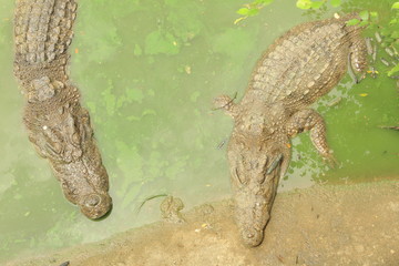 Two crocodiles lying in swamp - Top view