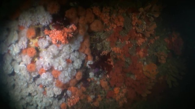 White actinia anemone on background seabed underwater in ocean of Alaska. Swimming in amazing world of beautiful wildlife. Inhabitants in search of food. Abyssal relax diving.