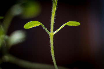 Macro of tiny growing plant with two sprouts (shallow focus)