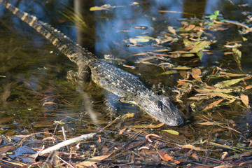 Baby Alligator in Water