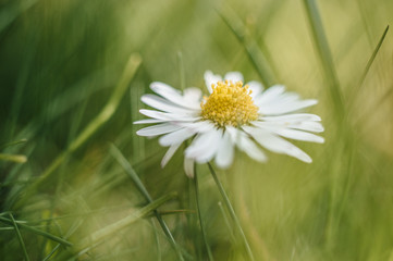 Gänseblümchen im Frühling