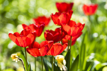 Rote Tulpen im Tulpenfeld