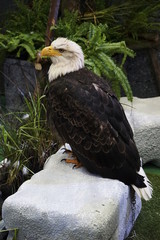 eagle show