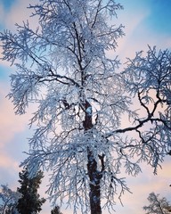 Frozen tree