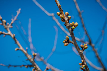 Buds on a tree branch. The first spring flowering of the garden. background of the blue sky

