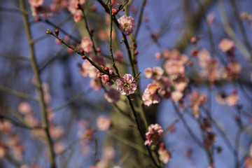 Rosa Kirschbl&uuml;ten in der Fr&uuml;hlingssonne