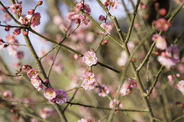 Rosa Kirschblüten in der Frühlingssonne