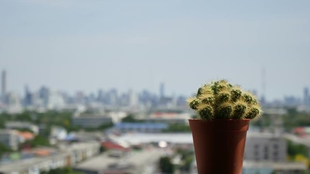 Close-up of a small cactus in a terracotta pot, with a blurred cityscape in the background, captured as a still frame from a zooming video