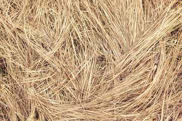 Dry grass, hay texture