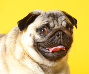 Obraz premium pug carlino dog