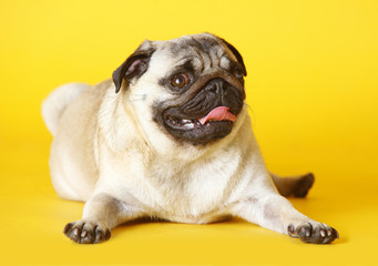 Obraz premium pug carlino dog