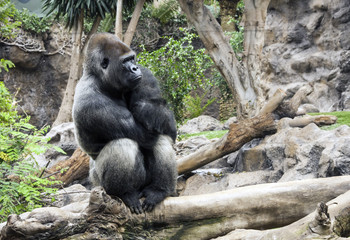 Spain - Canary - Tenerife - Western lowland gorilla (lat. Gorilla gorilla gorilla) sits in dreaminess on a branch in Loro parque aviary with blurred background