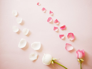  Gentle romantic background. White and pink roses and scattered petals on textured paper.