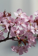 Cherry blossom twig - closeup - sunny bright scene 