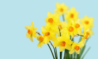 Obraz premium Daffodil.