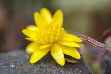 Scharbockskraut - Ranunculus ficaria
