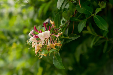 Lonicera tellmanniana Flower