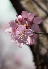Pink cherry blossom closeup - tree trunk in background