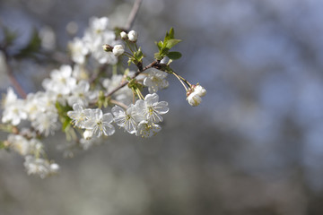 Blooming apple trees in the garden.