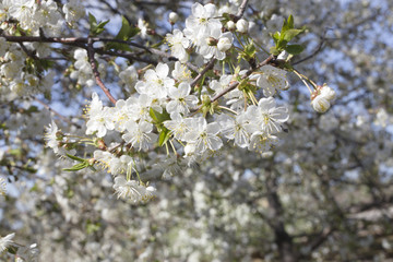Blooming apple trees in the garden.