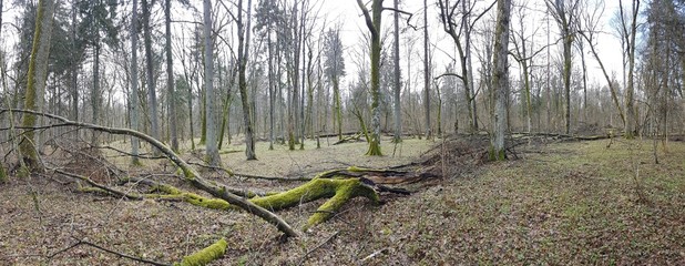 Puszcza. Białowieża. Las © michalsen