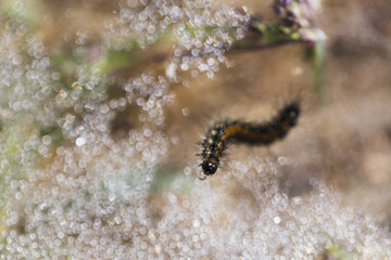 Obraz na płótnie Canvas The caterpillar drinks water from a drop of dew.