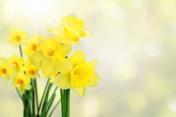 Daffodil.