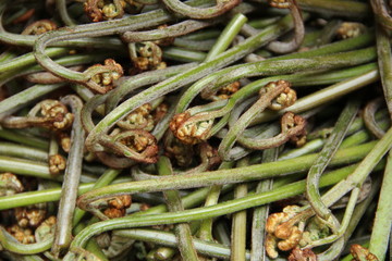 収穫したわらび