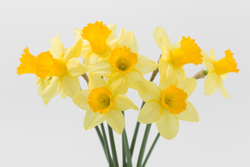 Beautiful spring yellow flowers daffodils on a white background
